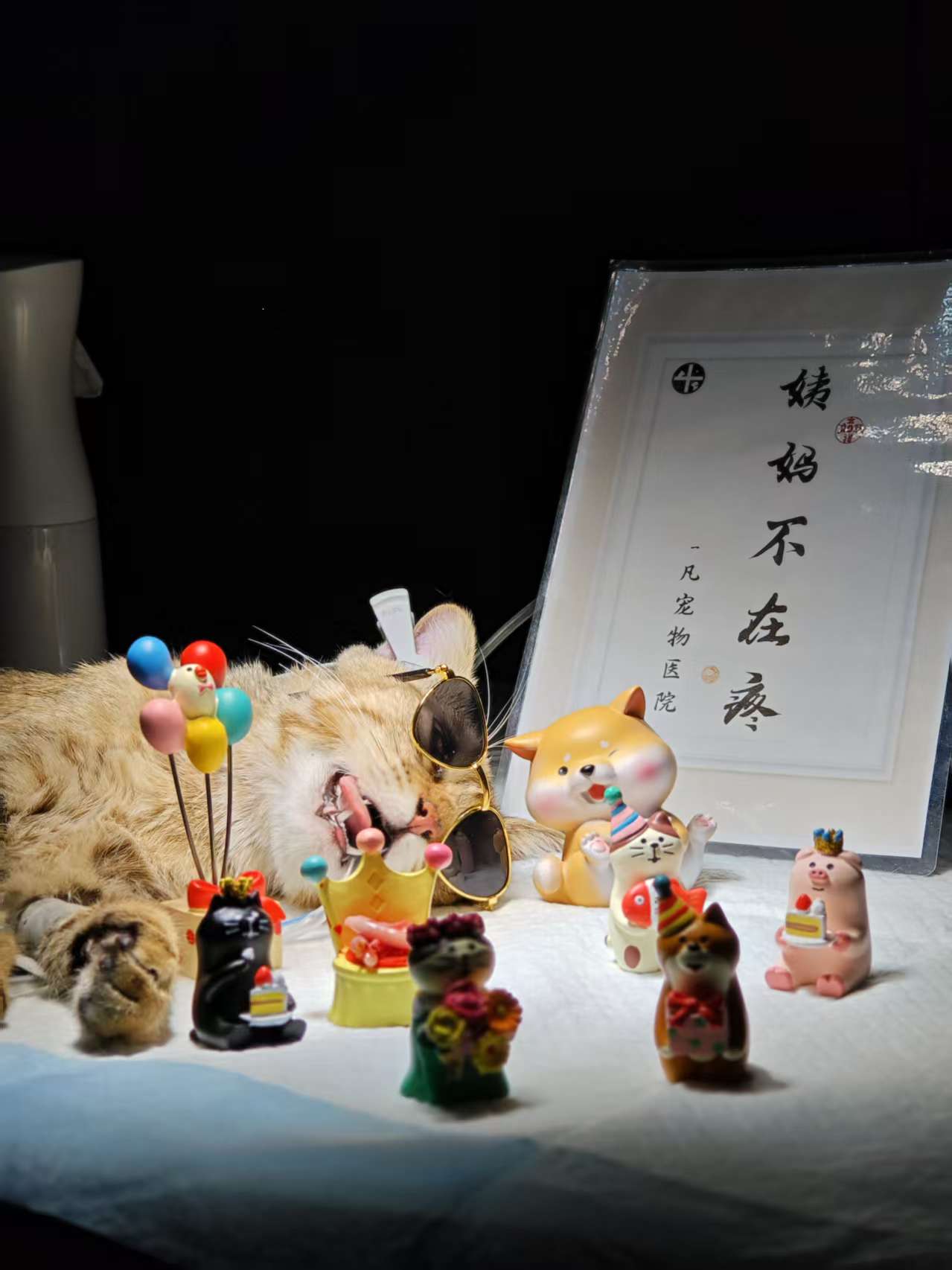 绝育（🐱） 的封面