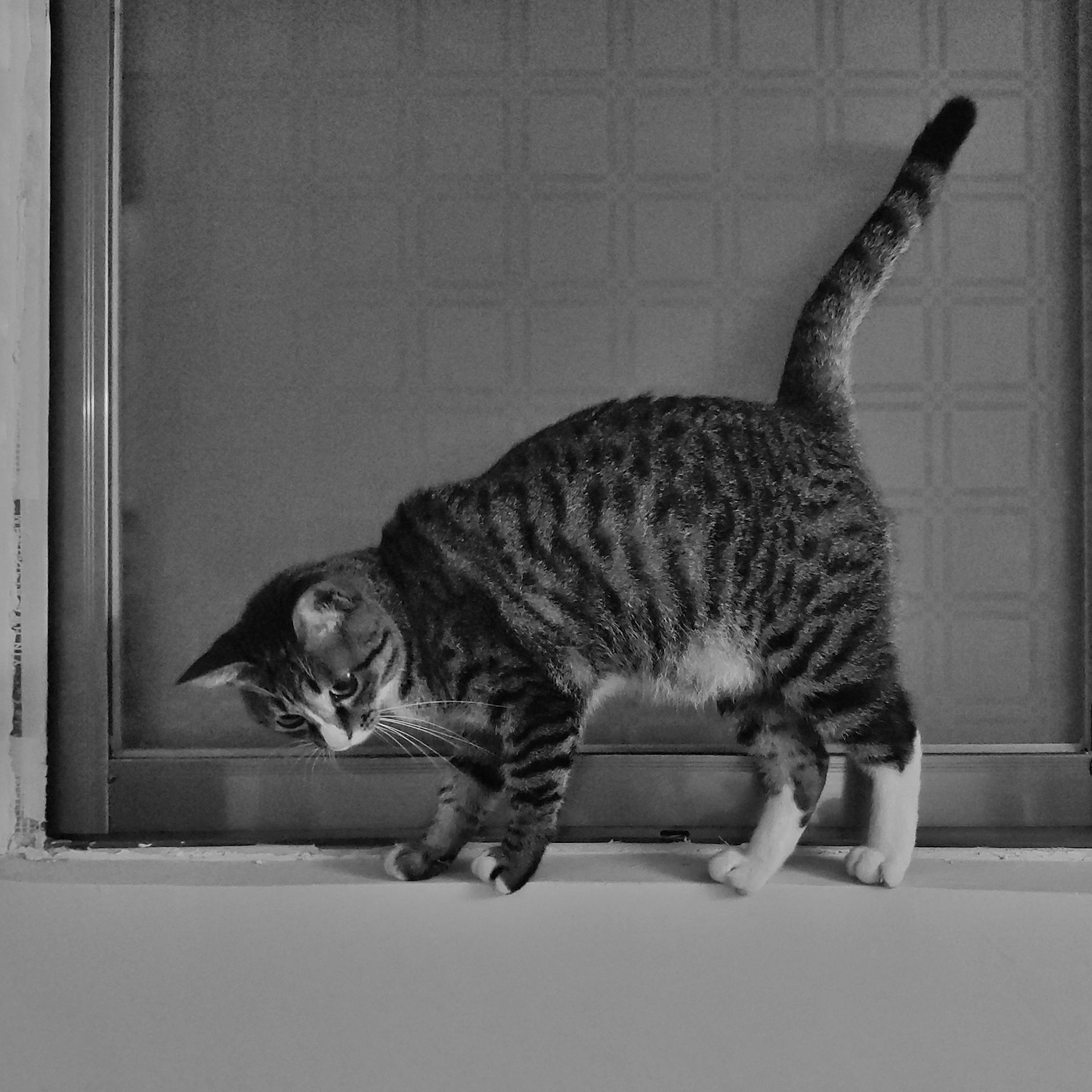 八月小记 的封面